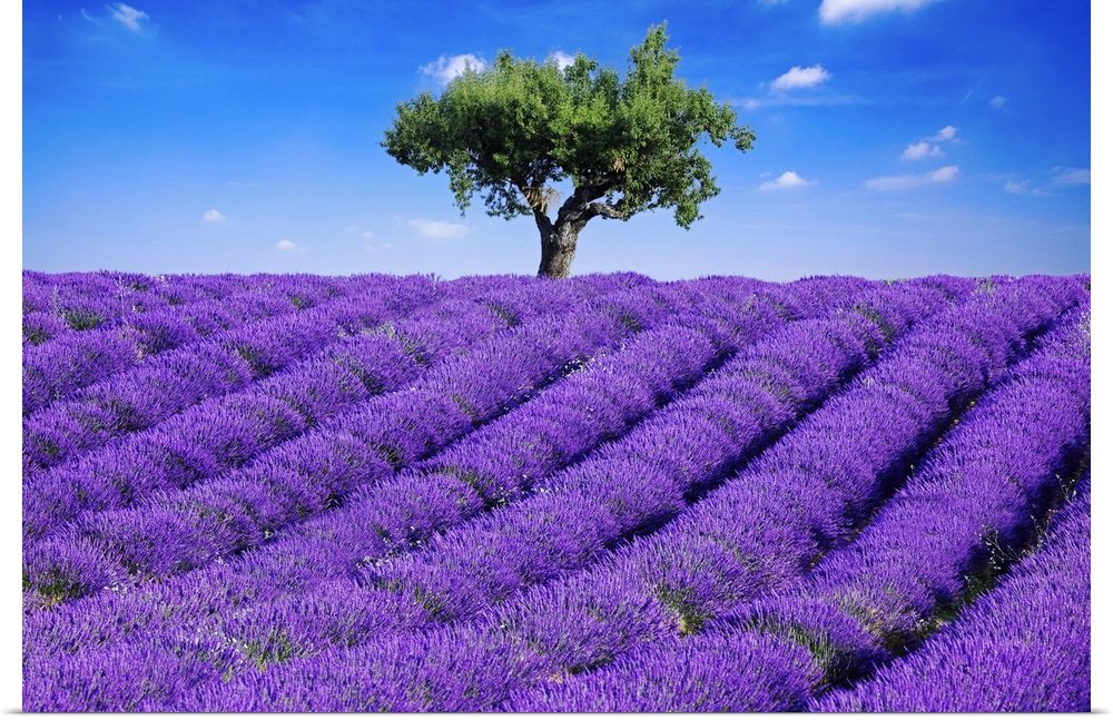 Sentinel of Provence: A Vibrant Landscape Lavender Wall Art for Your Home