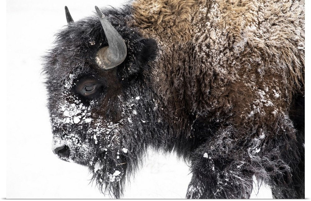 Frost-Kissed Titan: A Striking Minimalist Bison Wall Art