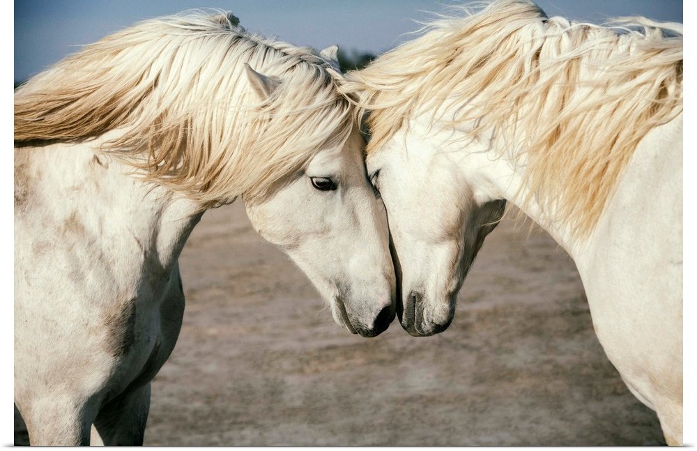 Kindred Spirits: A Gentle Wildlife Horse Wall Art of Two White Stallions