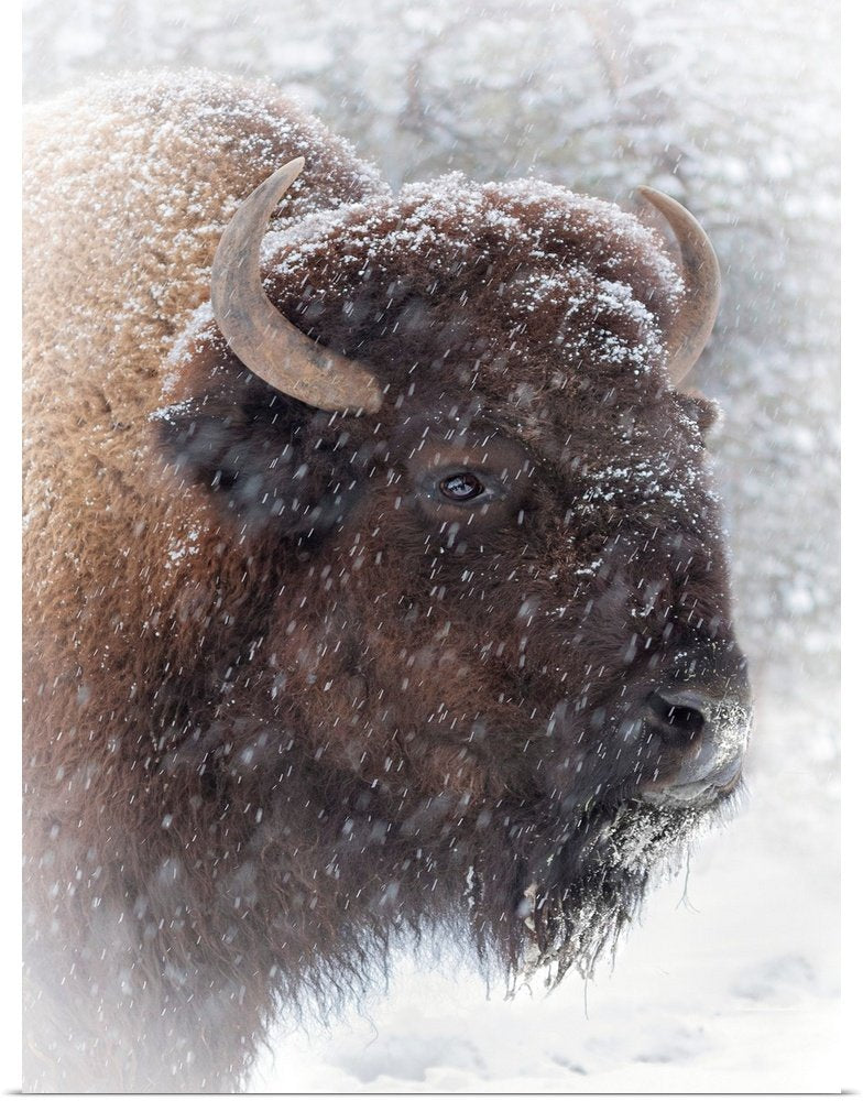 Bison Wall Art - Winter Stoic Rustic Wildlife Canvas