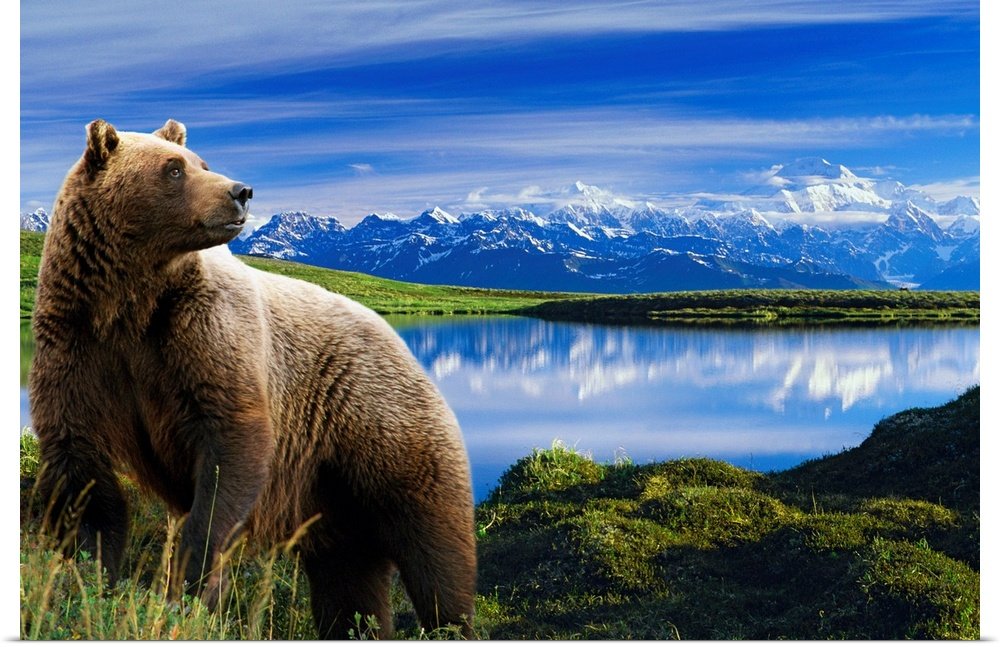 Mountain Majesty: A Breathtaking Wildlife Bear Wall Art for Your Home